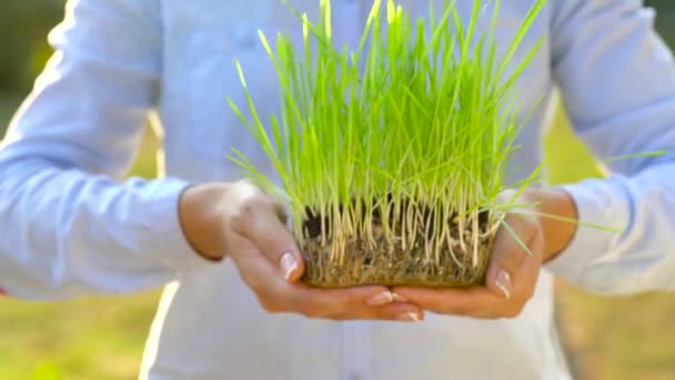 As mãos femininas estendem o punhado do solo com a grama verde. Conceito de crescimento, cuidado, sustentabilidade, proteção da terra, ecologia e meio ambiente verde — Vídeo de Stock