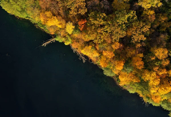 Pemandangan Udara Danau Dan Hutan Kuning Terang Lanskap Musim Gugur — Stok Foto