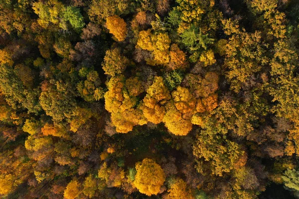 Aerial View Bright Autumn Forest Background Golden Foliage — Stock Photo, Image