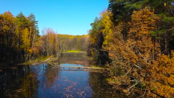 Aerial view of the pond and the bright autumn forest on its shore. Forest is reflected on the surface of the pond — Stock Video