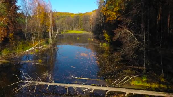 Vue aérienne de l'étang et de la forêt d'automne lumineuse sur son rivage. La forêt se reflète sur la surface de l'étang 