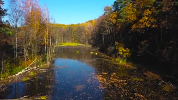 Aerial view of the pond and the bright autumn forest on its shore. Forest is reflected on the surface of the pond — Stock Video