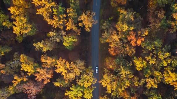 秋の森林道を通って運転の車で空撮。風光明媚な秋の風景 — ストック動画