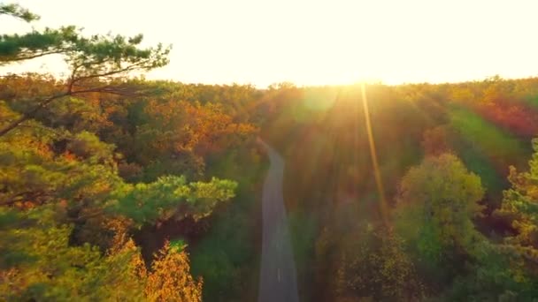 鸟瞰在汽车驾驶通过秋天森林路。景区秋季景观 — 图库视频影像