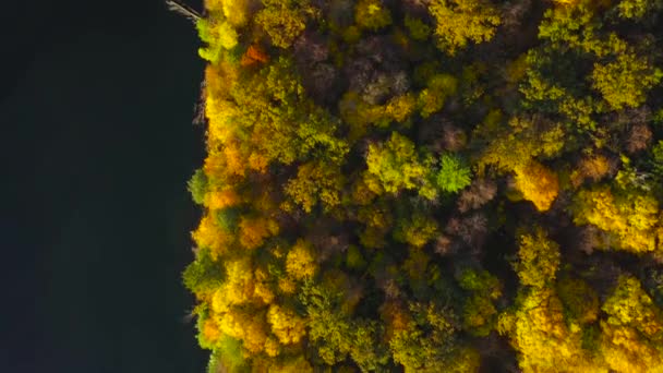 Vista aérea del lago y el brillante bosque otoñal en su orilla. Bosque se refleja en la superficie del lago — Vídeo de stock