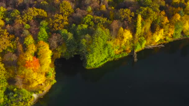 Vista aérea del lago y el brillante bosque otoñal en su orilla. Bosque se refleja en la superficie del lago — Vídeos de Stock