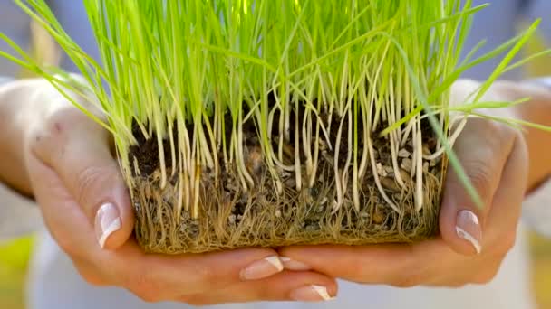 As mãos femininas estendem o punhado do solo com a grama verde. Conceito de crescimento, cuidado, sustentabilidade, proteção da terra, ecologia e meio ambiente verde — Vídeo de Stock