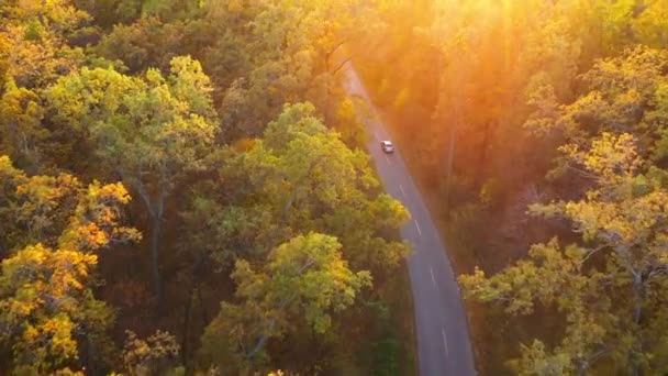 Εναέρια άποψη για αυτοκίνητο οδήγηση μέσα φθινόπωρο δασικό δρόμο. Φθινοπωρινό τοπίο — Αρχείο Βίντεο