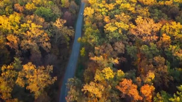 Вид с воздуха на автомобиль, проезжающий по осенней лесной дороге. Сценический осенний пейзаж — стоковое видео