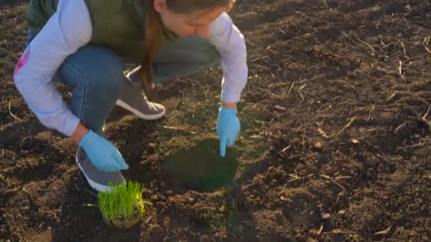 Samice zemědělce staví prototyp sazenice do země — Stock video