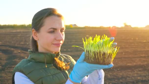 Female farmer examines a sample of seedlings before planting it in the soil — Stock Video