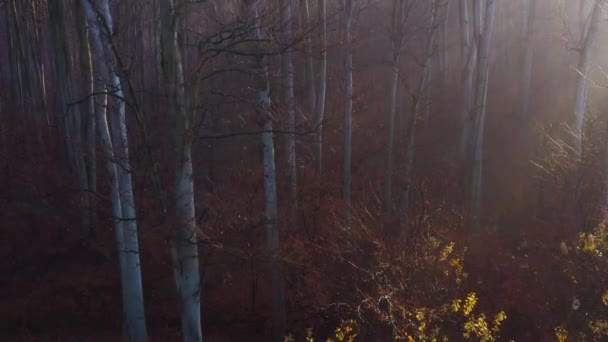 Vista desde la altura del bosque otoñal. Los rayos del sol atraviesan la niebla — Vídeo de stock