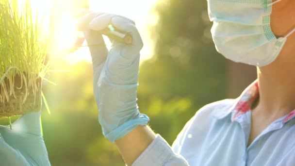 Mulher cientista em óculos e uma máscara examina uma amostra de solo e plantas através de uma lupa — Vídeo de Stock