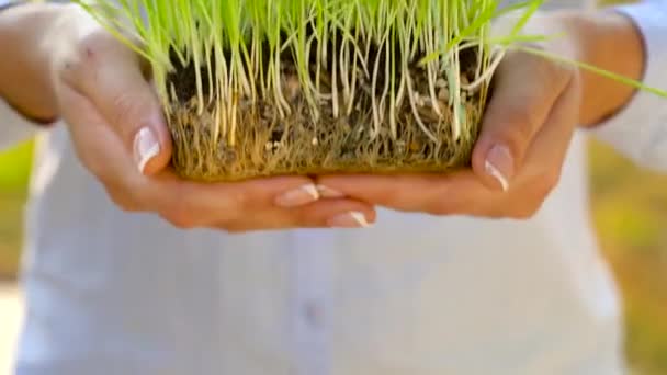 女性の手は、一握りの土と緑の草を保持します。成長、ケア、持続可能性、地球、エコロジー、グリーン環境保護の概念 — ストック動画