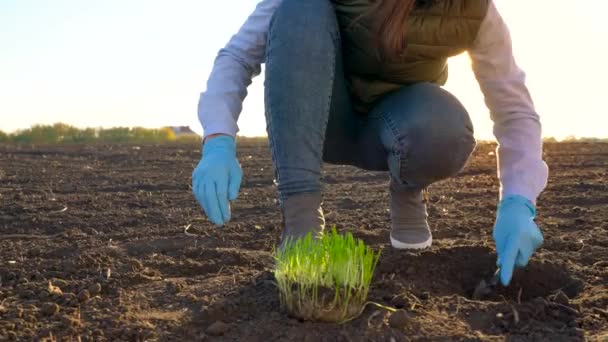 農家の女性が地面に苗プロトタイプを置く — ストック動画