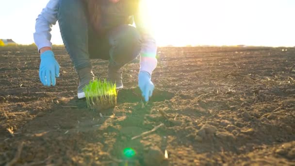 Female farmer puts a seedling prototype in the ground — Stock Video