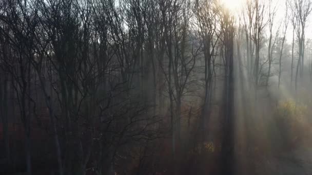 Вид с высоты осеннего леса. Солнечные лучи пробиваются сквозь туман. — стоковое видео