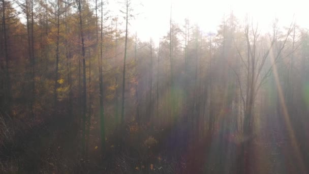 Вид с высоты осеннего леса. Солнечные лучи пробиваются сквозь туман. — стоковое видео
