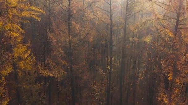 Vue de la hauteur de la forêt d'automne. Les rayons du soleil traversent le brouillard — Video