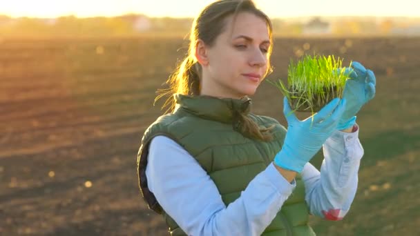 Agricultora examina uma amostra de mudas antes de plantá-la no solo — Vídeo de Stock