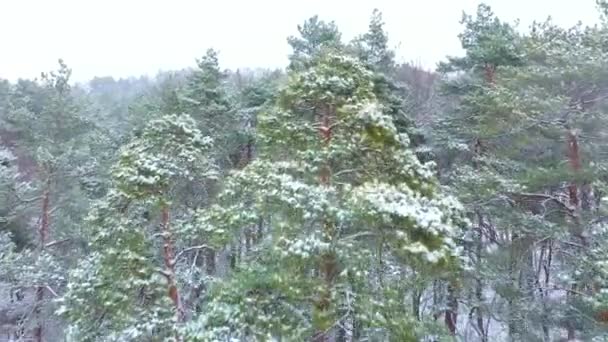 Vista dall'aria della foresta invernale durante una nevicata — Video Stock