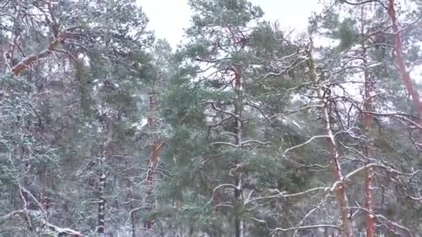Kar yağışı sırasında kış orman havadan görüntüleme — Stok video