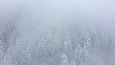 Uçuş bir karlı dağ iğne yapraklı orman, sisli düşmanca kış hava kar fırtınasında üzerinde. Çeşitli hızlarda filme: normal ve hızlandırılmış