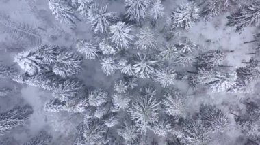 Karlı dağ iğne yapraklı orman, sisli düşmanca kış hava kar fırtınasında üzerinde uçuş.