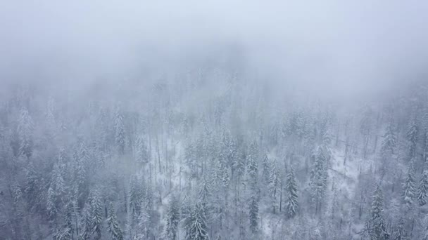 Vuelo sobre tormenta de nieve en un bosque de coníferas de montaña nevada, niebla clima invernal hostil . — Vídeos de Stock