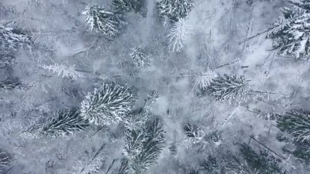 Rise above the coniferous forest covered with snow — Stock Video