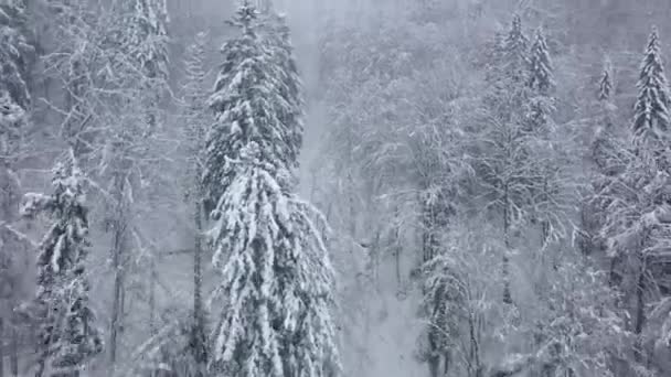 Luftaufnahme Des Nadelwaldes Den Bergen Winter Nebliges Ungemütliches Winterwetter — Stockvideo