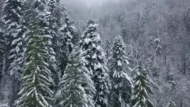 Lot przez Kurzawa w snowy góry Las iglasty, mglisty nieprzyjazny zimy. — Wideo stockowe