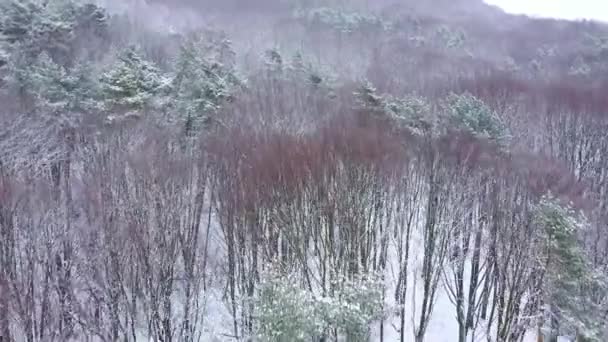 Вид с воздуха зимнего леса во время снегопада — стоковое видео