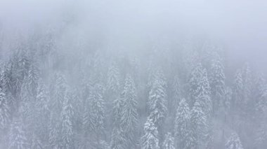 Karlı dağ iğne yapraklı orman, sisli düşmanca kış hava kar fırtınasında üzerinde uçuş.