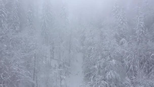 雪の山の針葉樹林、霧の無愛想な冬の天候で吹雪以上フライト。さまざまな速度で撮影: 通常、加速 — ストック動画