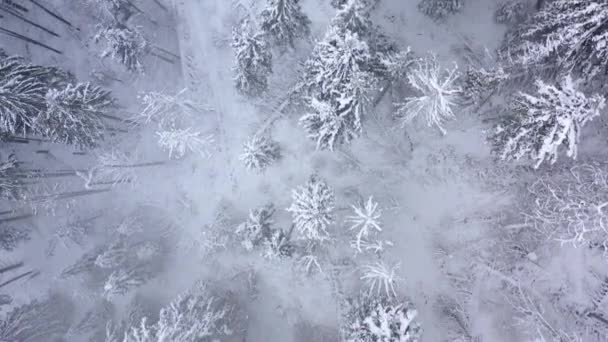 Vuelo sobre tormenta de nieve en un bosque de coníferas de montaña nevada, niebla clima invernal hostil . — Vídeo de stock