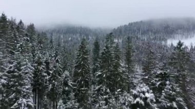 Karlı dağ iğne yapraklı orman kar fırtınasında üzerinde uçuş