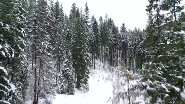 Volando a través del bosque de coníferas en las montañas en invierno — Vídeo de stock