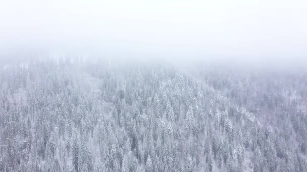 Vuelo sobre tormenta de nieve en un bosque de coníferas de montaña nevada, niebla clima invernal hostil . — Vídeos de Stock