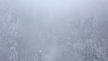 Karlı dağ iğne yapraklı orman, sisli düşmanca kış hava kar fırtınasında üzerinde uçuş.