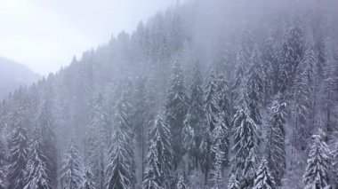 Karlı dağ iğne yapraklı orman, sisli düşmanca kış hava kar fırtınasında üzerinde uçuş.