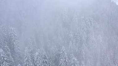 Karlı dağ iğne yapraklı orman, sisli düşmanca kış hava kar fırtınasında üzerinde uçuş.