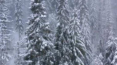 Karlı dağ iğne yapraklı orman, sisli düşmanca kış hava kar fırtınasında üzerinde uçuş.