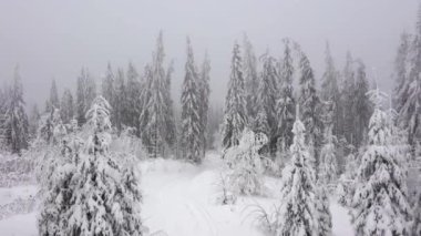 Kışın dağlarda karla kaplı ağaçların havadan görünüşü