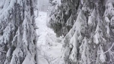 Kışın dağlarda karla kaplı ağaçların havadan görünüşü