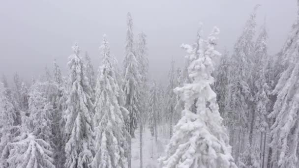 겨울에 산에 덮여 있는 눈덮인 나무들을 공중에서 내려다본 모습 — 비디오