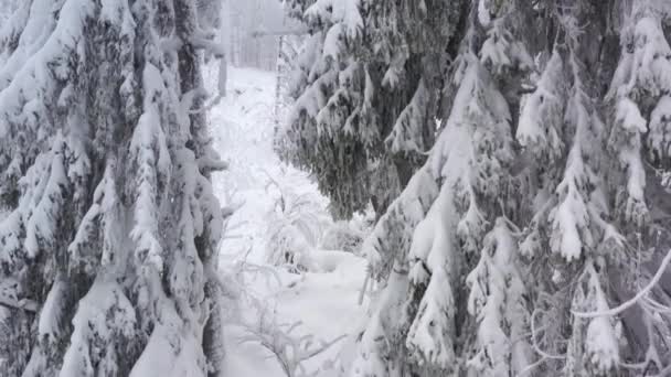 Вид с воздуха на заснеженные деревья в горах зимой — стоковое видео