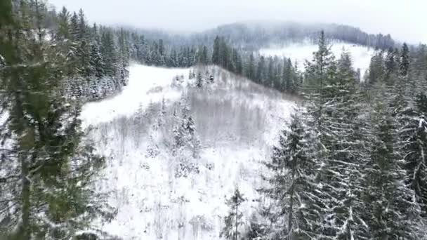 Політ над сніжною бурею в засніженому гірському хвойному лісі — стокове відео