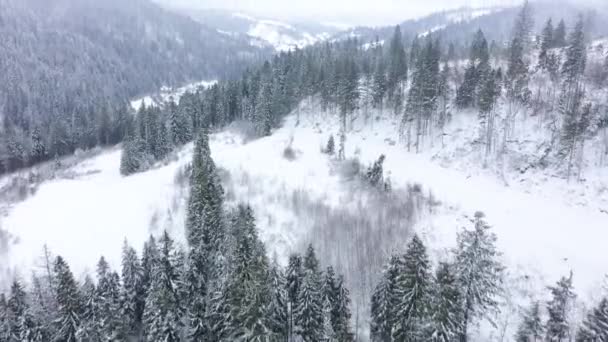 Vol au-dessus d'une tempête de neige dans une forêt de conifères de montagne enneigée — Video