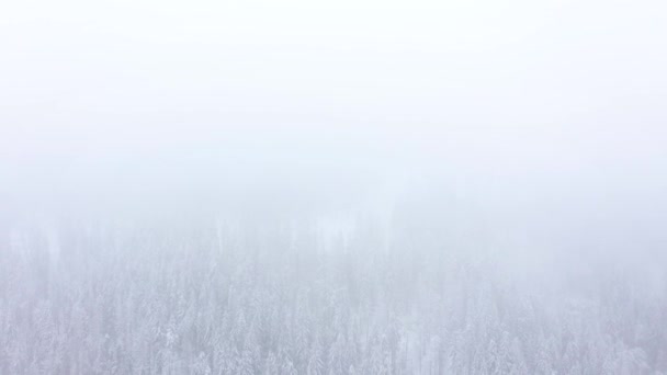 Vol au-dessus d'une tempête de neige dans une forêt de conifères de montagne enneigée, temps hivernal brumeux et hostile . — Video